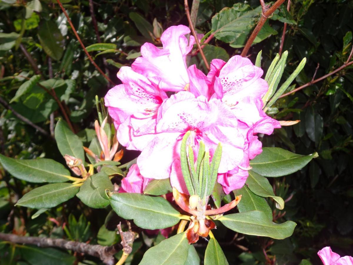 Bed and Breakfast Les Fleurs Du Mont Caux Exterior foto