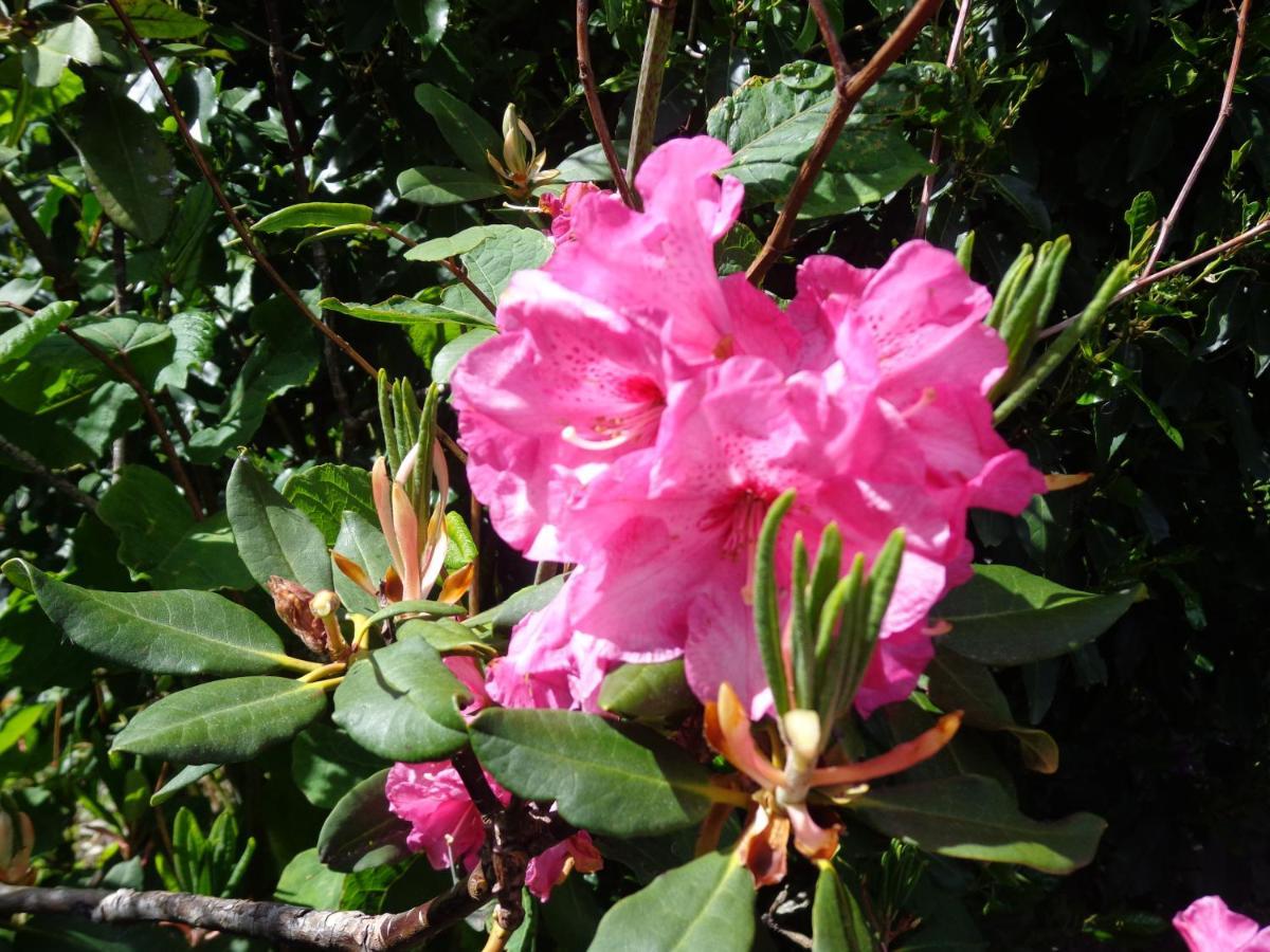 Bed and Breakfast Les Fleurs Du Mont Caux Exterior foto