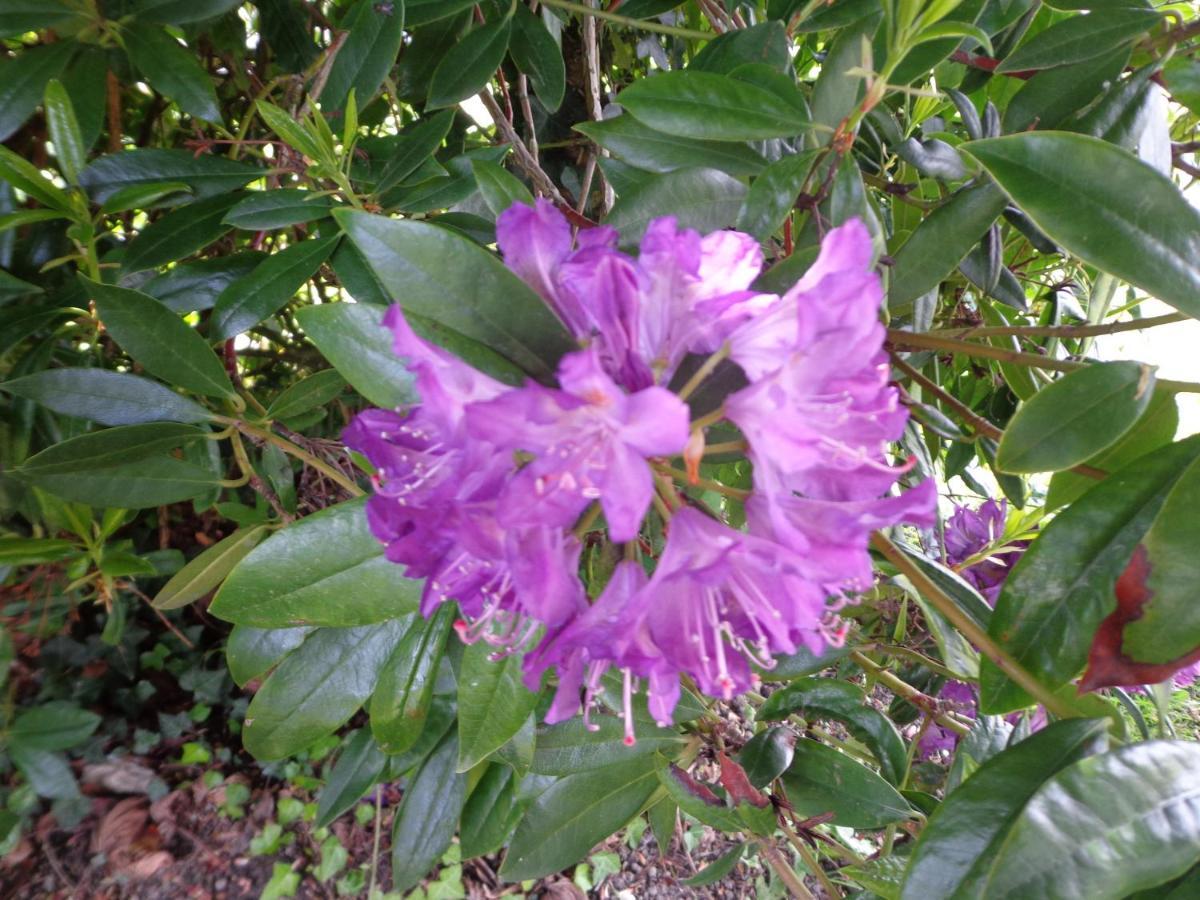 Bed and Breakfast Les Fleurs Du Mont Caux Exterior foto