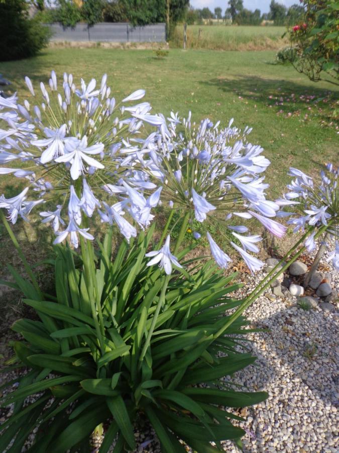 Bed and Breakfast Les Fleurs Du Mont Caux Exterior foto